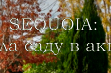 SEQUOIA: сила саду в акції!